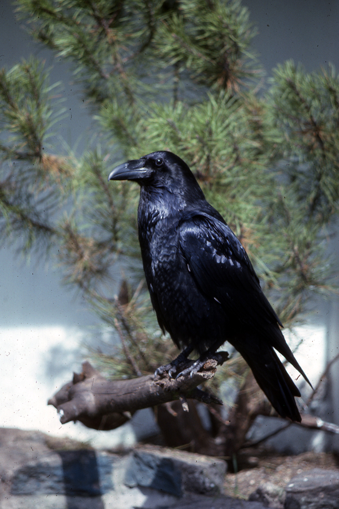Le grand Corbeau (<em>Corvus corax</em>) est un très gros oiseau (1m20 d'envergure), à plumes très brillantes et à bec noir, puissant recourbé. C'est un charognard qui peut attaquer des proies vivantes cependant.